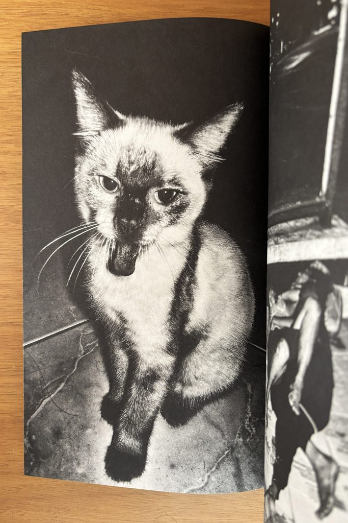 brian sergio dios mio ! love book hôtel (11)